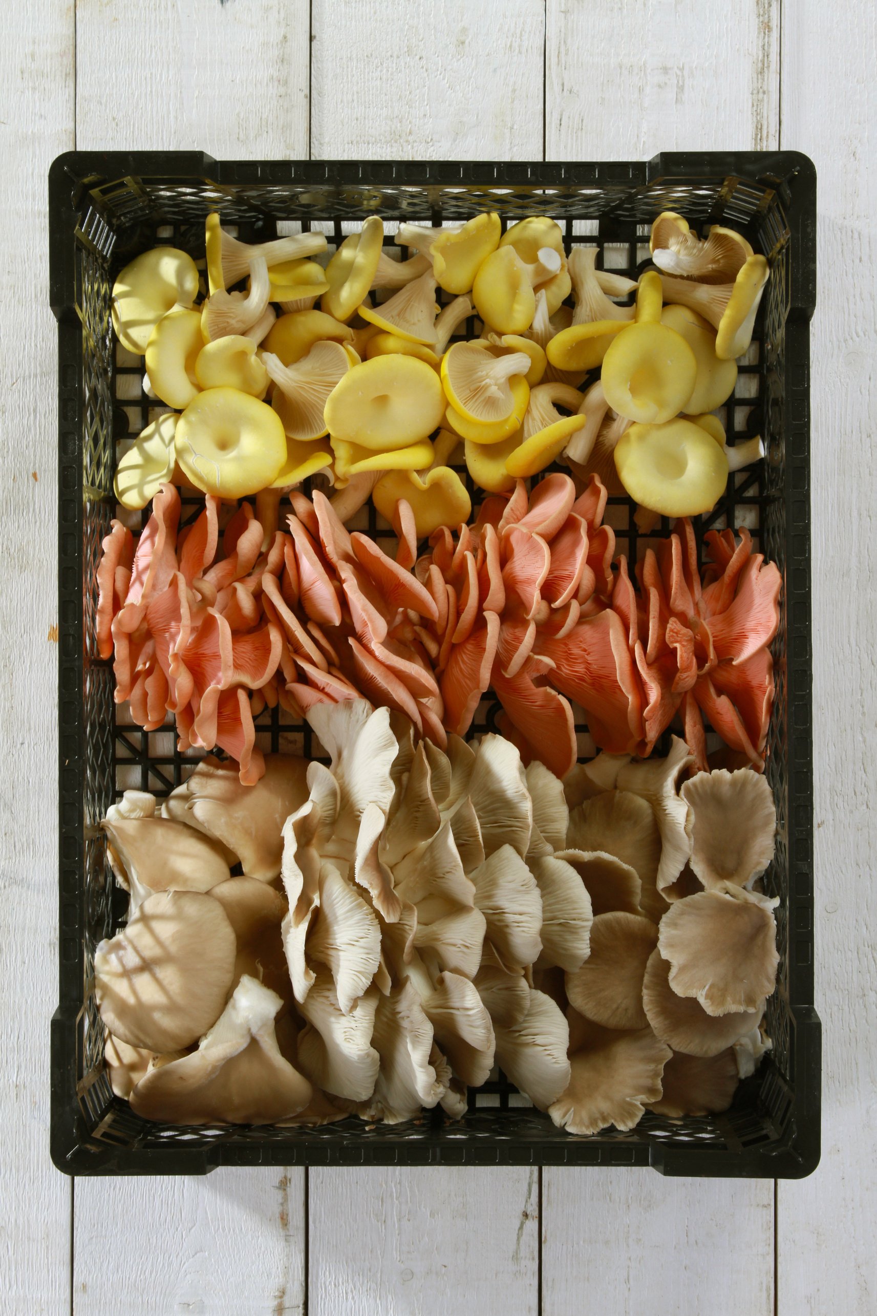 Fresh Uncooked Exotic Mushroom Varieties