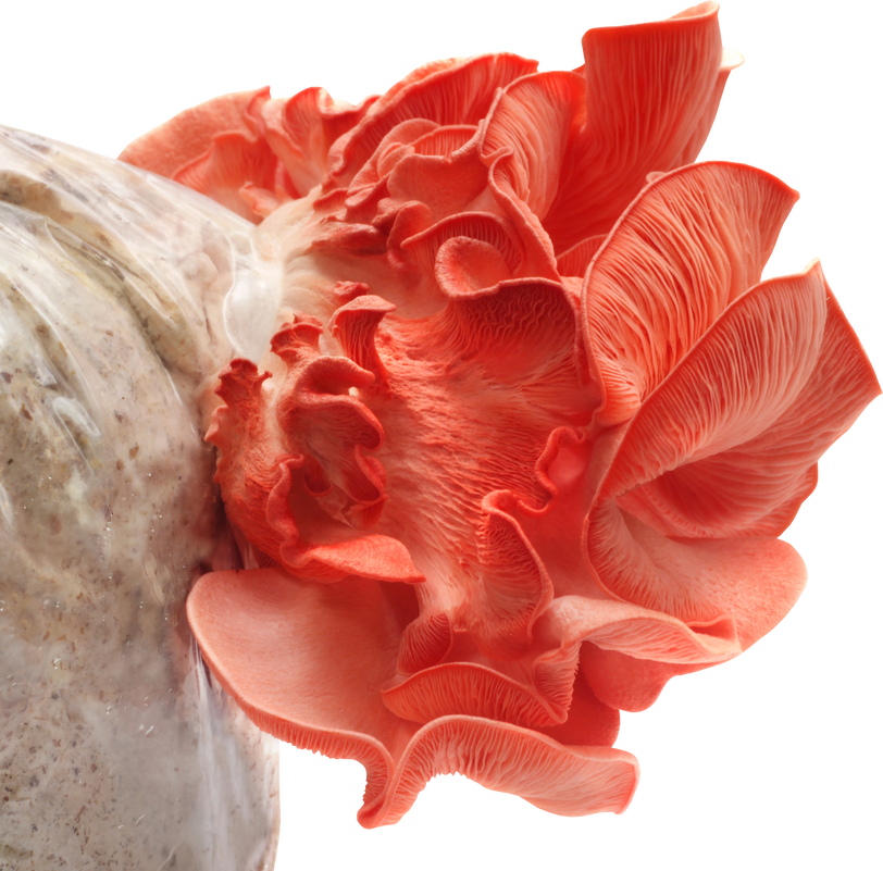 Pink Oyster Mushroom Cutout