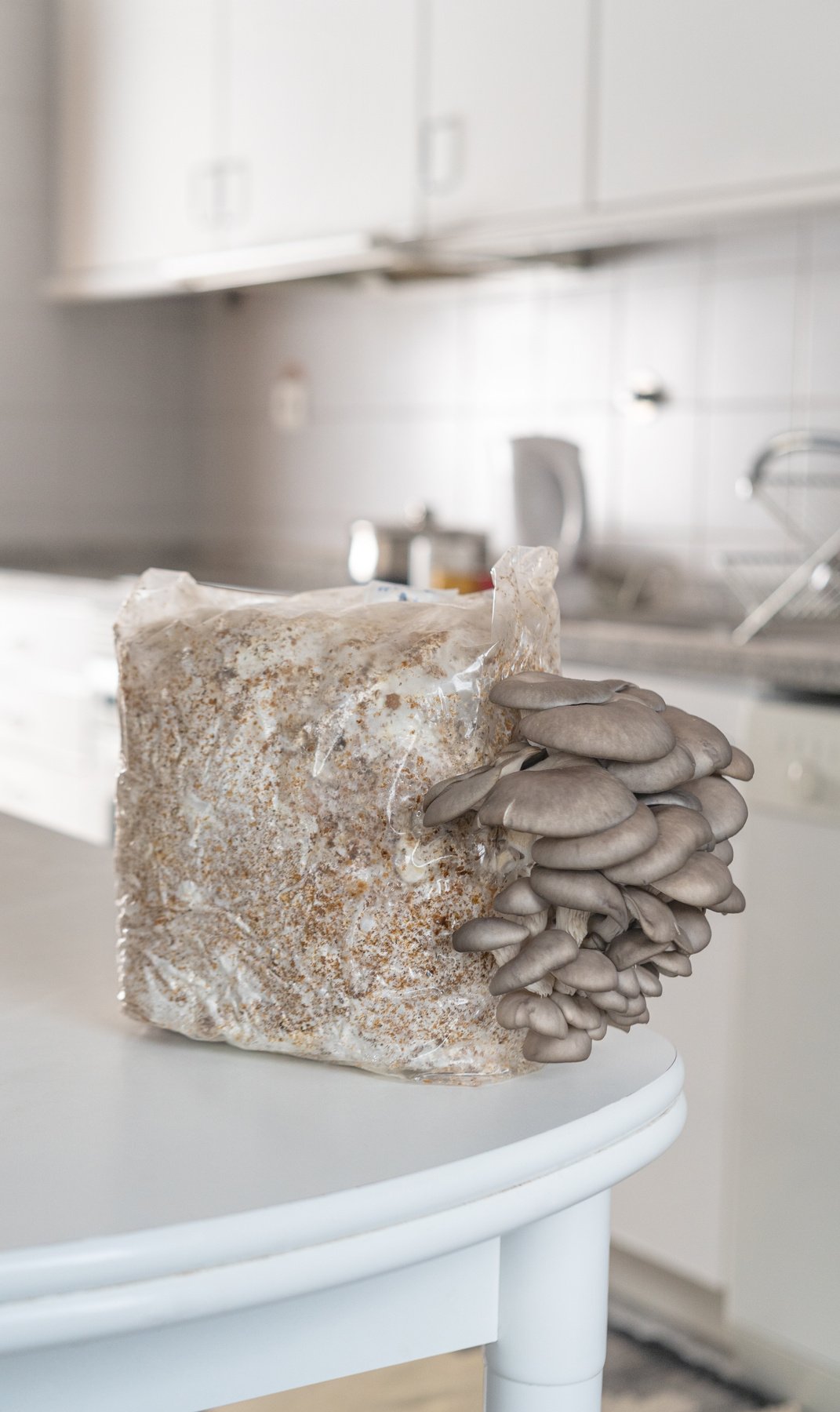 Mushroom Growing kit, beautiful natural organic oyster mushrooms