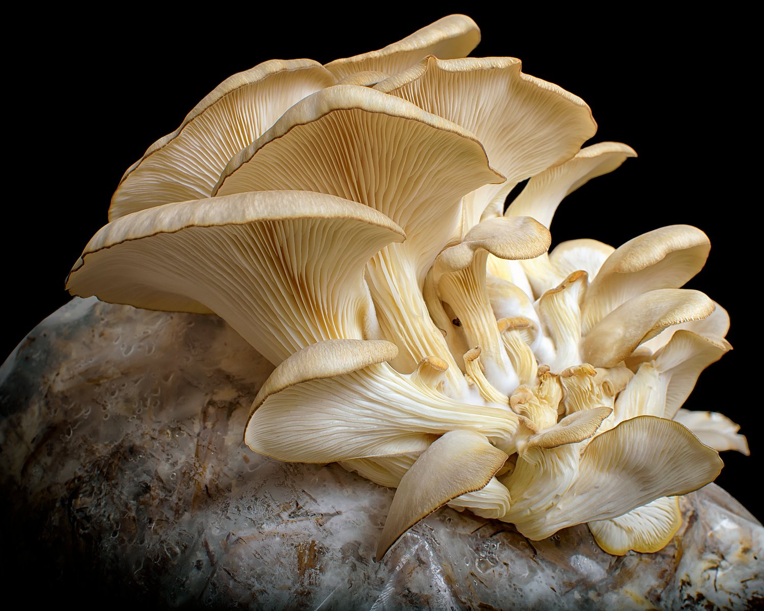 Cultivated oyster mushrooms